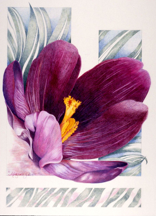 Crocus