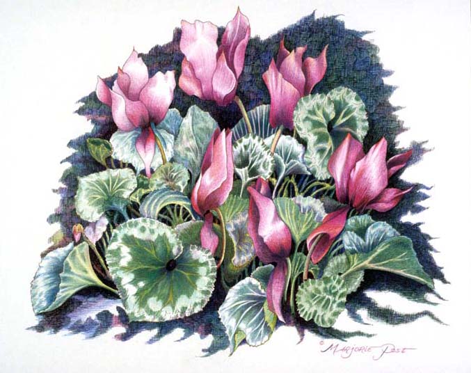 Cyclamen II - SOLD