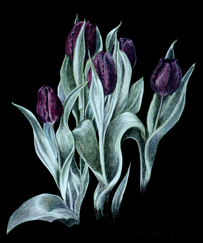 Purple Tulips