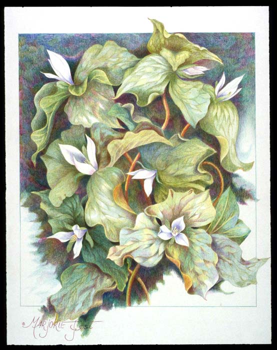 Trilliums II - SOLD