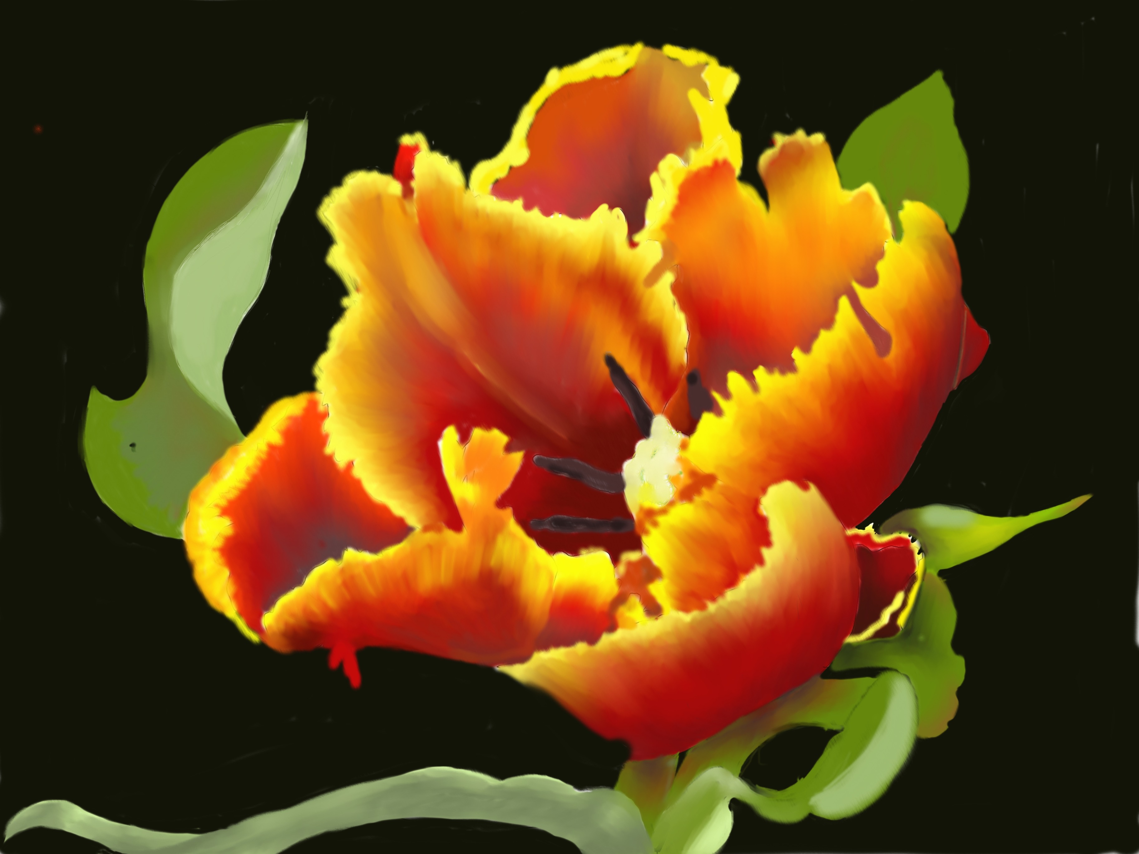 Parrot Tulip